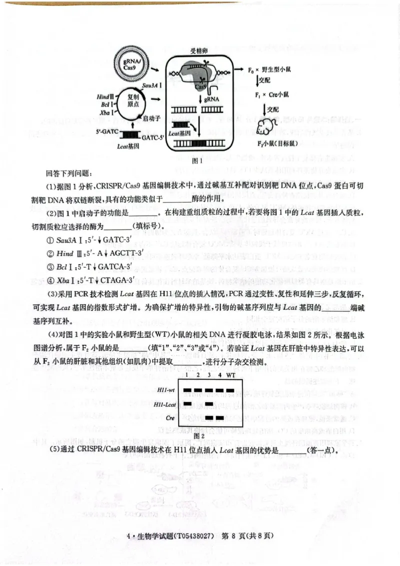 CamScanner华大新高考联盟高三4月联考生物试题_2024-2026高三（6-6月题库）_2026年04月高三试卷_260430华大新高考联盟2026届高三下学期4月联考（全科）