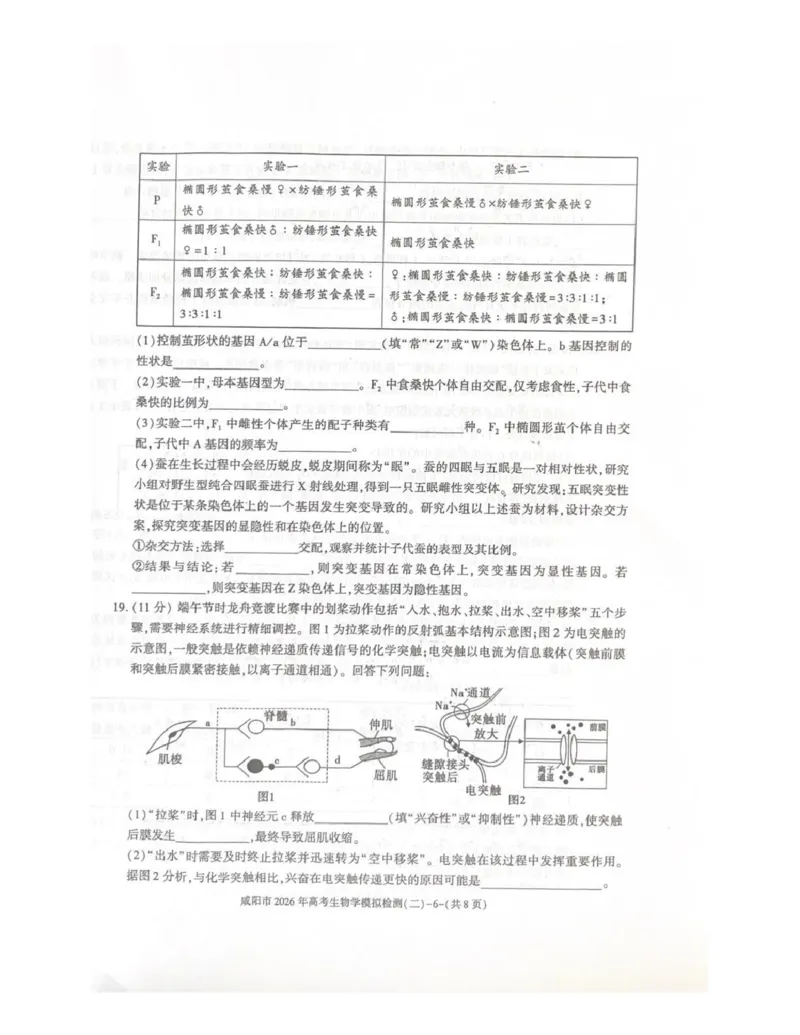 咸阳市2026年高考模拟检测（二）生物_2024-2026高三（6-6月题库）_2026年03月高三试卷_260330陕西省咸阳市2026年高考模拟检测（二）（全科）