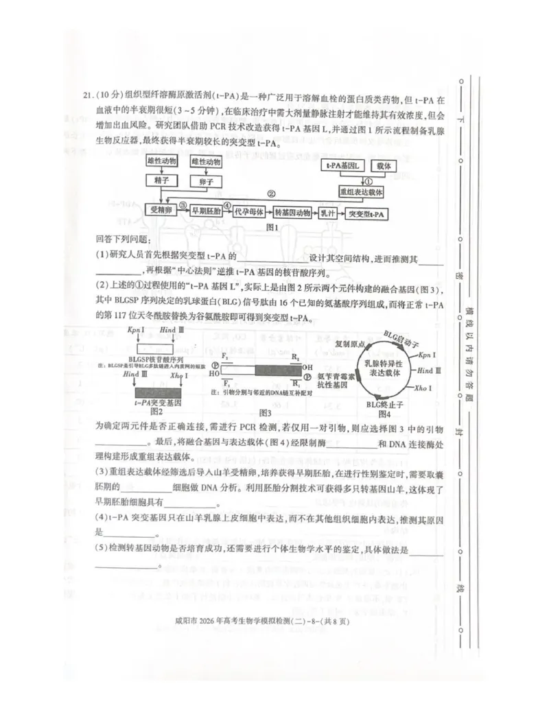 咸阳市2026年高考模拟检测（二）生物_2024-2026高三（6-6月题库）_2026年03月高三试卷_260330陕西省咸阳市2026年高考模拟检测（二）（全科）