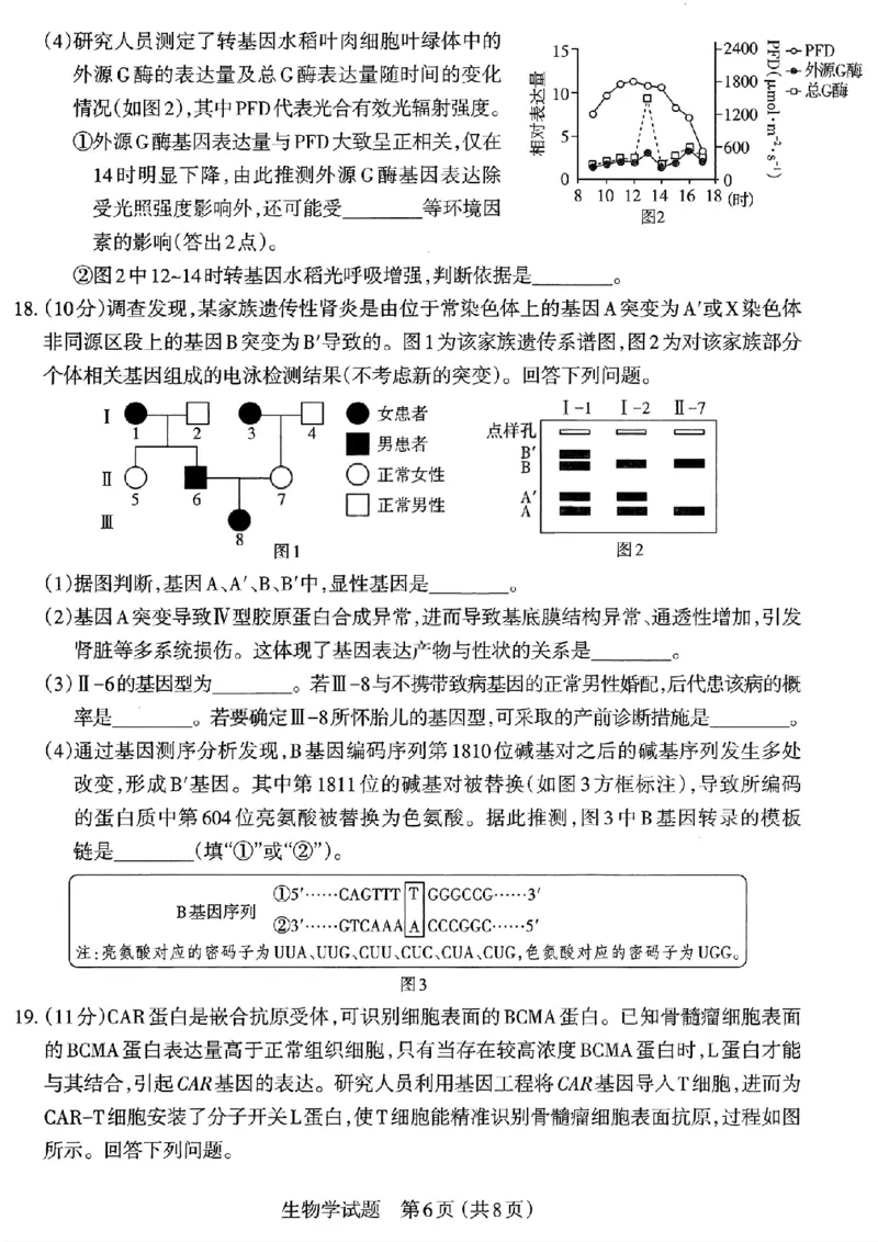 生物试题-26年太原高考二模_2024-2026高三（6-6月题库）_2026年04月高三试卷_260425山西省太原市2026年高三年级二模（太原二模）（全科）