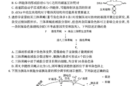 生物试题-26年太原高考二模_2024-2026高三（6-6月题库）_2026年04月高三试卷_260425山西省太原市2026年高三年级二模（太原二模）（全科）