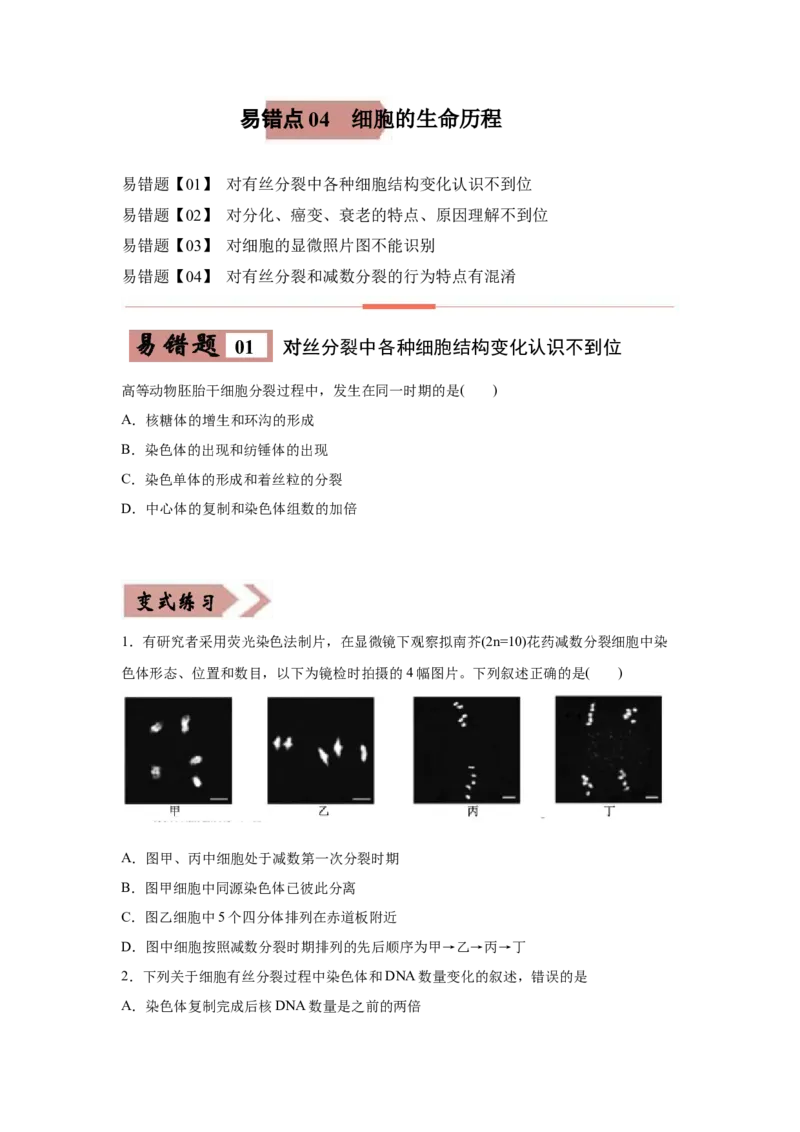易错点04细胞的生命历程-2021年高考生物一轮复习易错题（学生版）_新高考复习资料_2023年新高考复习资料_一轮复习_2023年新高考大一轮复习讲义_赠2021年高考生物一轮复习易错题