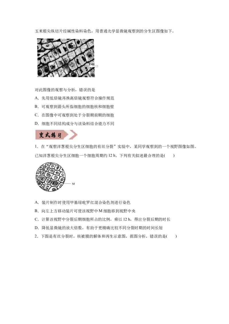 易错点04细胞的生命历程-2021年高考生物一轮复习易错题（学生版）_新高考复习资料_2023年新高考复习资料_一轮复习_2023年新高考大一轮复习讲义_赠2021年高考生物一轮复习易错题