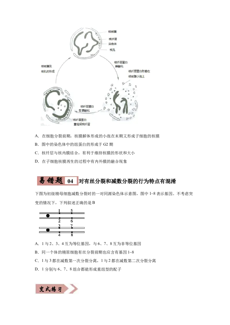 易错点04细胞的生命历程-2021年高考生物一轮复习易错题（学生版）_新高考复习资料_2023年新高考复习资料_一轮复习_2023年新高考大一轮复习讲义_赠2021年高考生物一轮复习易错题