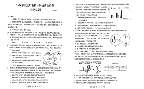 26青岛一模-生物试题_2024-2026高三（6-6月题库）_2026年03月高三试卷_260319山东省青岛市2026届高三第一次模拟考试（全科）_2026届山东青岛市高三一模适应性检测生物试题（含答案）