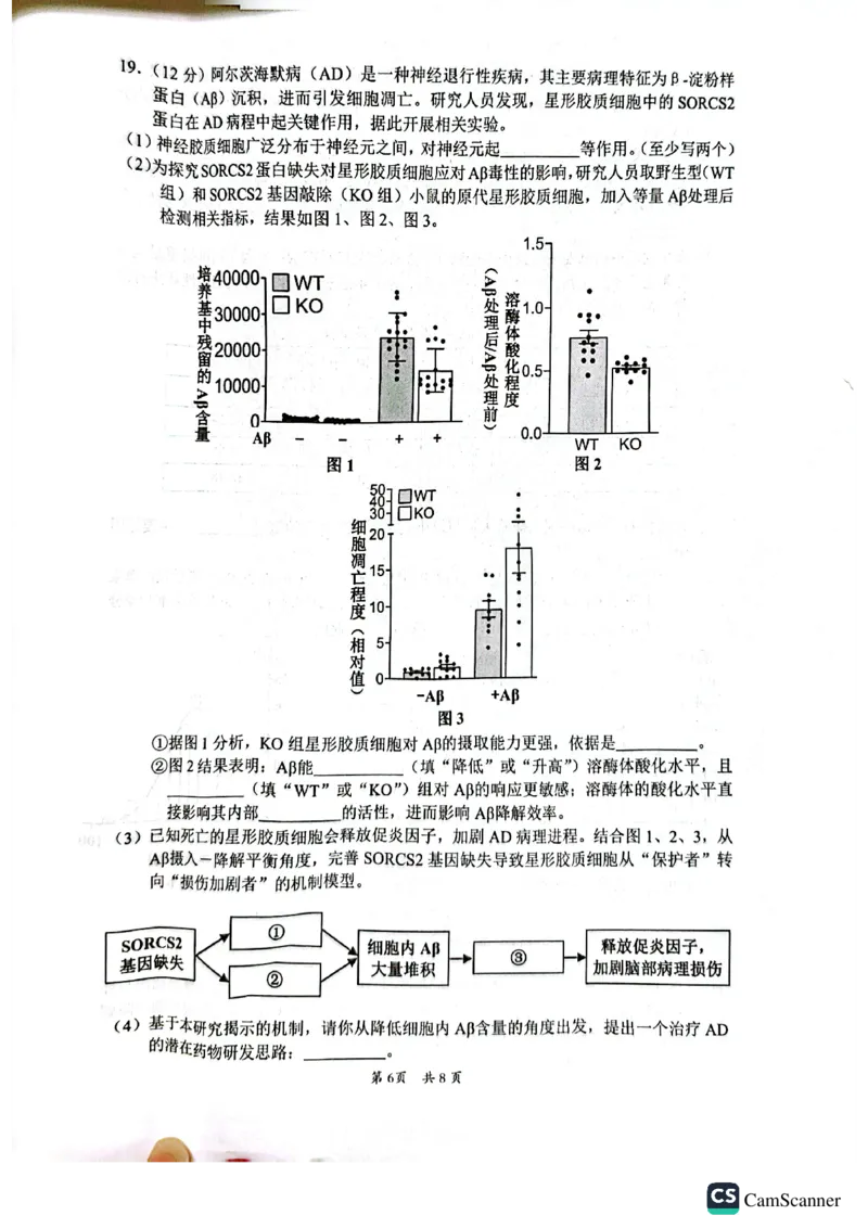 广东韶关市2026届高三下学期二模生物试卷_2024-2026高三（6-6月题库）_2026年04月高三试卷_260419广东省惠州市、韶关市2026届高三下学期4月模拟考试（全科）_生物