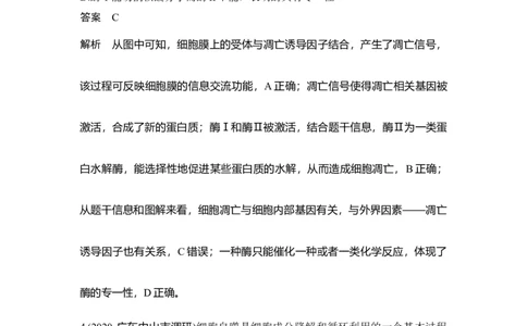 微专题9细胞自噬与细胞凋亡_通用版（老高考）复习资料_2023年复习资料_一轮复习_2023年高考生物一轮复习讲义+课件（全国版）_2023年高考生物一轮复习讲义（全国版）_赠补充习题