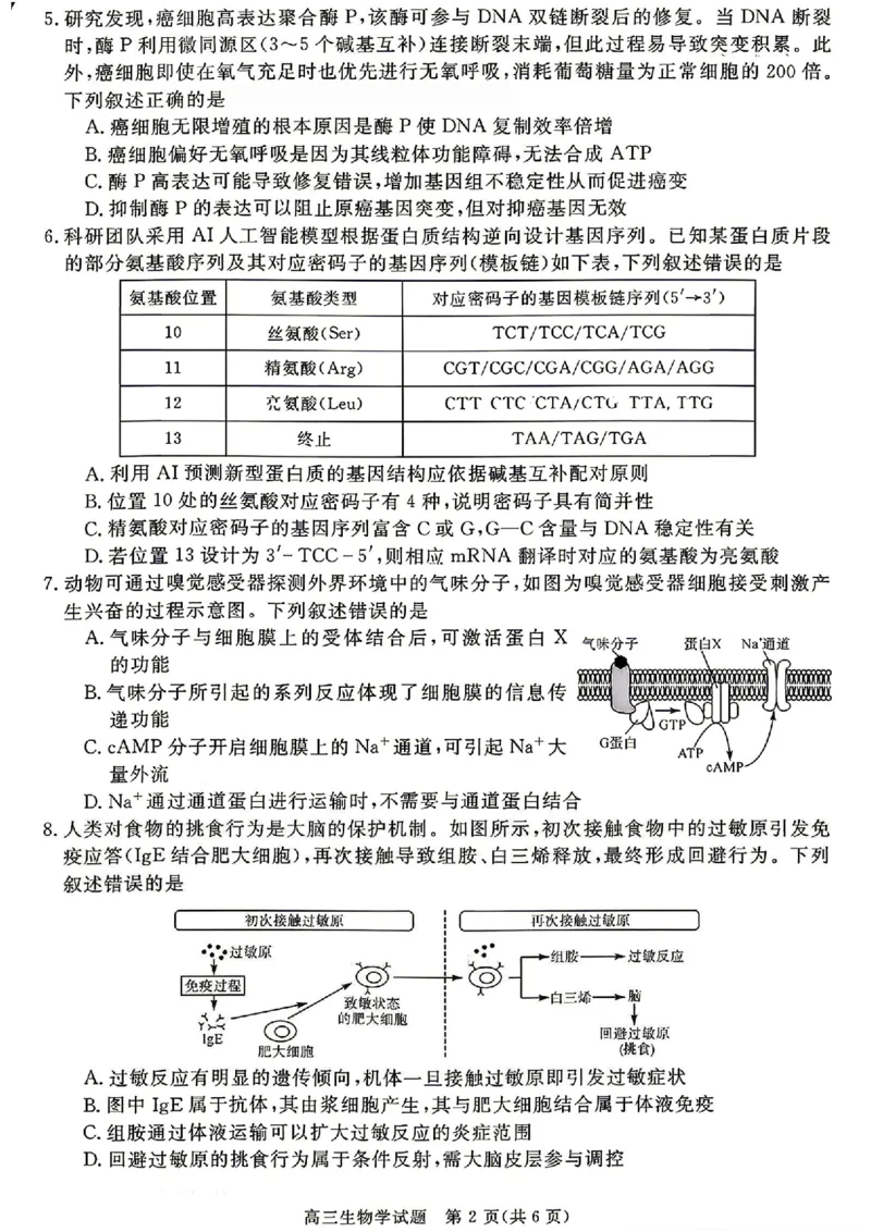 安徽华师联盟2025-2026学年高三第二学期4月质量检测生物试题（含答案）_2024-2026高三（6-6月题库）_2026年04月高三试卷_260414安徽华师联盟2026届高三第二学期4月质量检测（全科）