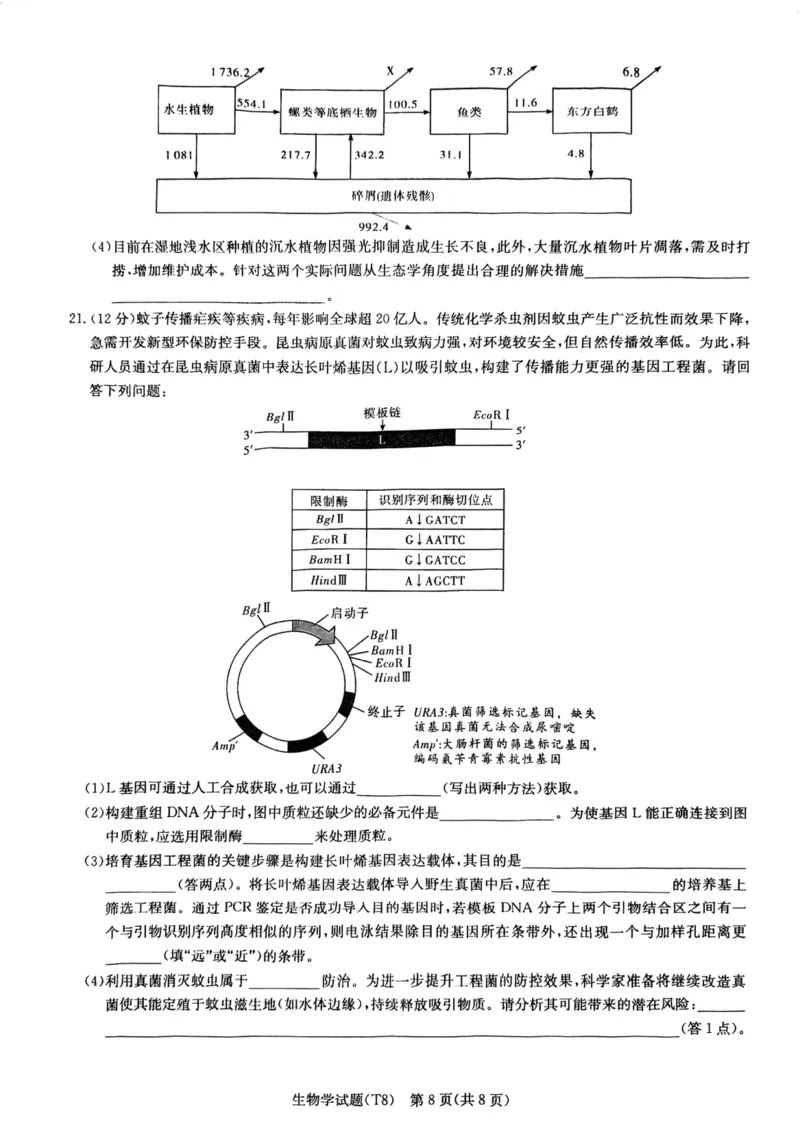 师大附中2026届高三月考试卷（八）生物_2024-2026高三（6-6月题库）_2026年04月高三试卷_2604152026届湖南师范大学附属中学高三模拟卷(一)（全科）