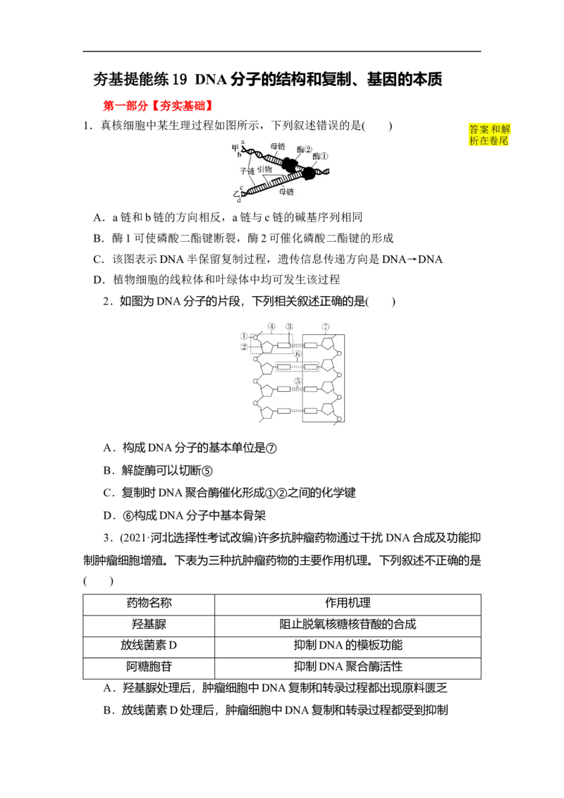 夯基提能练19DNA分子的结构和复制、基因的本质-备战2023高考生物一轮复习夯基提能练（全国通用）（解析版）_通用版（老高考）复习资料_2023年复习资料_一轮复习
