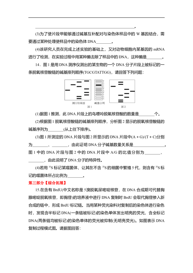 夯基提能练19DNA分子的结构和复制、基因的本质-备战2023高考生物一轮复习夯基提能练（全国通用）（解析版）_通用版（老高考）复习资料_2023年复习资料_一轮复习
