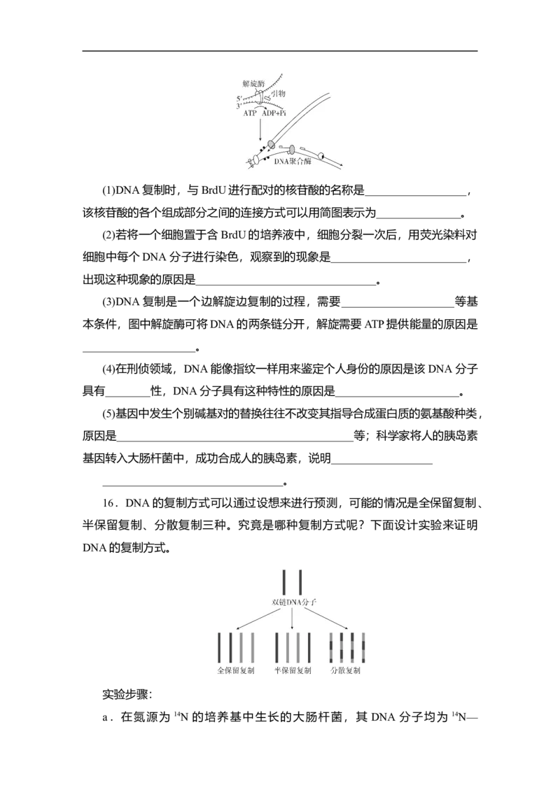 夯基提能练19DNA分子的结构和复制、基因的本质-备战2023高考生物一轮复习夯基提能练（全国通用）（解析版）_通用版（老高考）复习资料_2023年复习资料_一轮复习