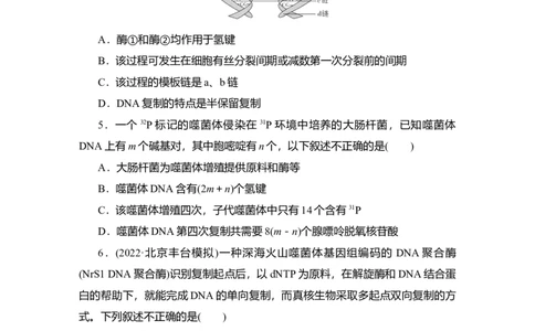 夯基提能练19DNA分子的结构和复制、基因的本质-备战2023高考生物一轮复习夯基提能练（全国通用）（解析版）_通用版（老高考）复习资料_2023年复习资料_一轮复习
