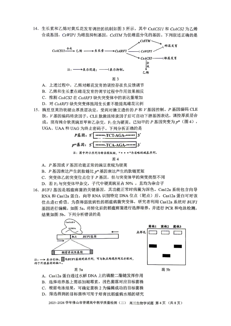 生物试题卷_2024-2026高三（6-6月题库）_2026年04月高三试卷_260416广东省佛山市2025-2026学年佛山市普通高中教学质量检测（二）（全科）