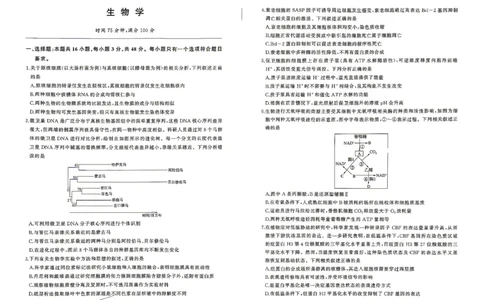 百师联盟2026届高三4月22日适应性模拟考试_生物学_2024-2026高三（6-6月题库）_2026年04月高三试卷_260429河南省百师联盟2026届高三下学期4月联考（全科）