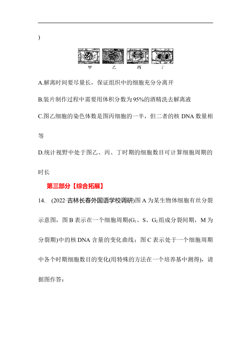 夯基提能练11细胞的增殖-备战2023高考生物一轮复习夯基提能练（全国通用）（解析版）_通用版（老高考）复习资料_2023年复习资料_一轮复习