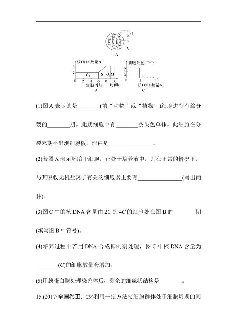 夯基提能练11细胞的增殖-备战2023高考生物一轮复习夯基提能练（全国通用）（解析版）_通用版（老高考）复习资料_2023年复习资料_一轮复习