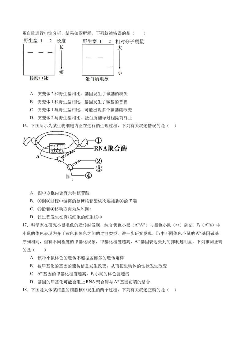 必修2模板检测卷（原卷版）_2025年新高考资料_一轮复习_2025年高考生物一轮复习考点通关卷（新高考通用）_必修2模板检测卷-2025年高考生物一轮复习考点通关卷（新高考通用）