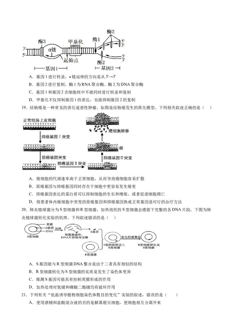 必修2模板检测卷（原卷版）_2025年新高考资料_一轮复习_2025年高考生物一轮复习考点通关卷（新高考通用）_必修2模板检测卷-2025年高考生物一轮复习考点通关卷（新高考通用）