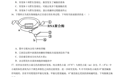 必修2模板检测卷（原卷版）_2025年新高考资料_一轮复习_2025年高考生物一轮复习考点通关卷（新高考通用）_必修2模板检测卷-2025年高考生物一轮复习考点通关卷（新高考通用）