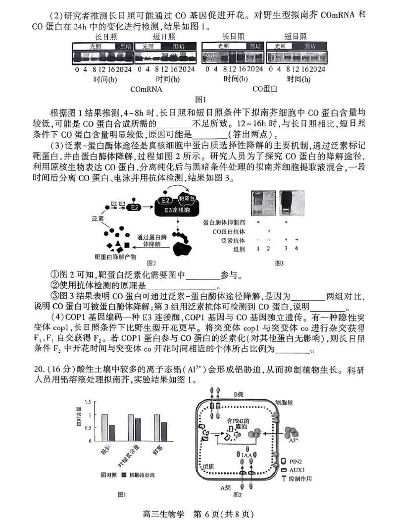 孝感市2026届高三年级第二次统一考试生物_2024-2026高三（6-6月题库）_2026年04月高三试卷_260427湖北省孝感市2026届高三年级第二次统一考试（孝感二模）（全科）
