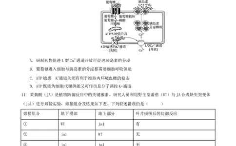 安徽省铜陵市2026届高三下学期第一次质检生物试卷_2024-2026高三（6-6月题库）_2026年03月高三试卷_260324安徽铜陵市2026届高三下学期第一次质检（铜陵一模）（全科）