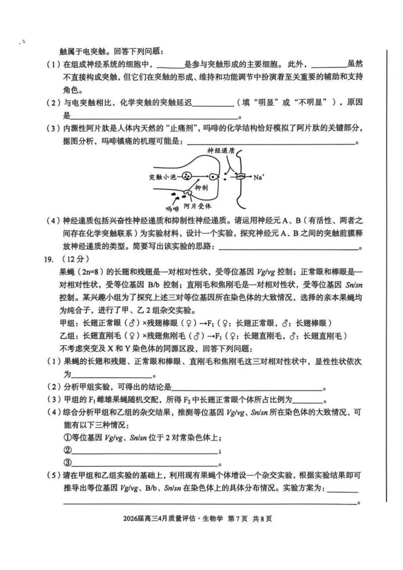 安徽省1号卷A10联盟2026届高三4月质量评估联考生物_2024-2026高三（6-6月题库）_2026年04月高三试卷_260414安徽省A10联盟2026届高三4月质量评估联考(全科）