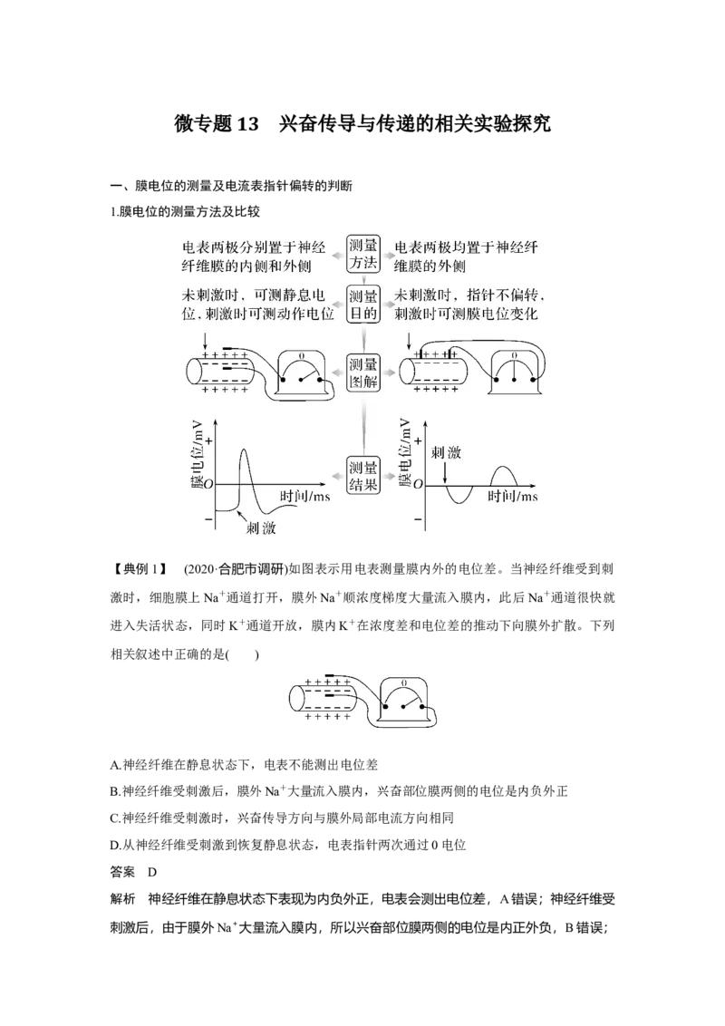 微专题13　兴奋传导与传递的相关实验探究_新高考复习资料_2023年新高考复习资料_一轮复习_2023年新高考大一轮复习讲义_2023年高考生物一轮复习讲义（新人教新高考）_赠补充习题
