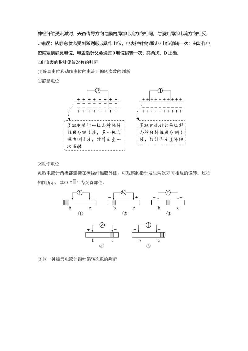 微专题13　兴奋传导与传递的相关实验探究_新高考复习资料_2023年新高考复习资料_一轮复习_2023年新高考大一轮复习讲义_2023年高考生物一轮复习讲义（新人教新高考）_赠补充习题