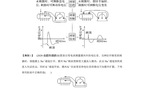 微专题13　兴奋传导与传递的相关实验探究_新高考复习资料_2023年新高考复习资料_一轮复习_2023年新高考大一轮复习讲义_2023年高考生物一轮复习讲义（新人教新高考）_赠补充习题
