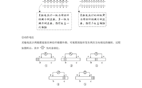微专题13　兴奋传导与传递的相关实验探究_新高考复习资料_2023年新高考复习资料_一轮复习_2023年新高考大一轮复习讲义_2023年高考生物一轮复习讲义（新人教新高考）_赠补充习题