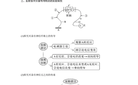 微专题13　兴奋传导与传递的相关实验探究_新高考复习资料_2023年新高考复习资料_一轮复习_2023年新高考大一轮复习讲义_2023年高考生物一轮复习讲义（新人教新高考）_赠补充习题