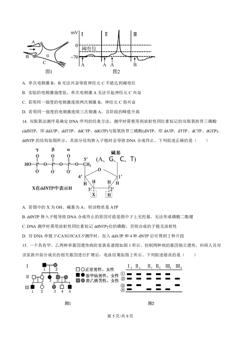 生物福建2025-2026学年高三年级下学期开学阶段性自测生物试卷（原卷版）_2024-2026高三（6-6月题库）_2026年03月高三试卷_260302福建百校2025-2026学年高三年级下学期开学阶段性自测
