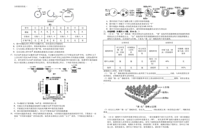 襄阳四中2026届高三下学期质量检测生物+答案_2024-2026高三（6-6月题库）_2026年03月高三试卷_260301湖北省襄阳四中2026届高三下学期质量检测
