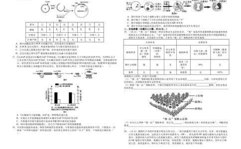襄阳四中2026届高三下学期质量检测生物+答案_2024-2026高三（6-6月题库）_2026年03月高三试卷_260301湖北省襄阳四中2026届高三下学期质量检测