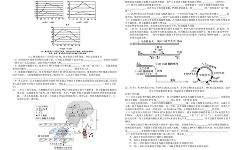 襄阳四中2026届高三下学期质量检测生物+答案_2024-2026高三（6-6月题库）_2026年03月高三试卷_260301湖北省襄阳四中2026届高三下学期质量检测