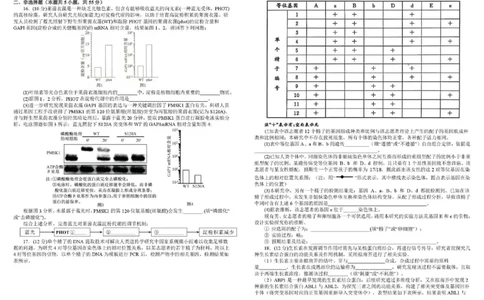 树德中学高2023级高三下期开学考试生物+答案_2024-2026高三（6-6月题库）_2026年03月高三试卷_260311四川省成都市树德中学高2023级高三下期开学考试（全科）