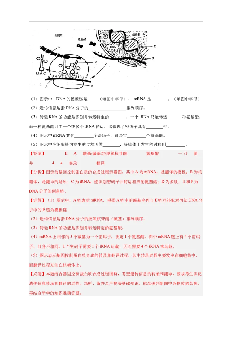 易错点14基因的表达-备战2023年高考生物考试易错题（新教材新高考）（解析版）_新高考复习资料_2023年新高考复习资料_专项复习_备战2023年高考生物考试易错题（新教材新高考）