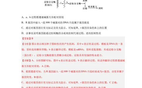 易错点14基因的表达-备战2023年高考生物考试易错题（新教材新高考）（解析版）_新高考复习资料_2023年新高考复习资料_专项复习_备战2023年高考生物考试易错题（新教材新高考）