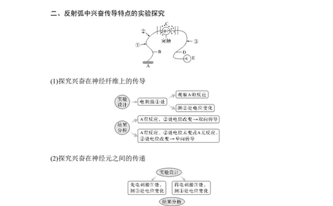 微专题14兴奋传导与传递的相关实验探究_通用版（老高考）复习资料_2023年复习资料_一轮复习_2023年高考生物一轮复习讲义+课件（全国版）_2023年高考生物一轮复习讲义（全国版）