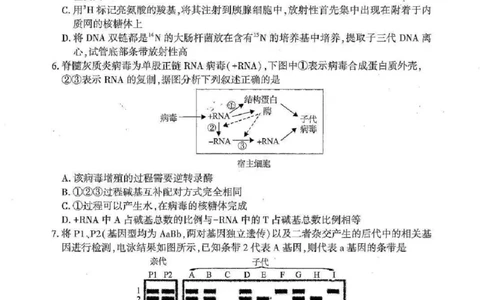 湖北襄阳市2026届高三年级3月统一调研测试生物试题(含答案）_2024-2026高三（6-6月题库）_2026年03月高三试卷_260310湖北襄阳市2026届高三年级3月统一调研测试（全科）