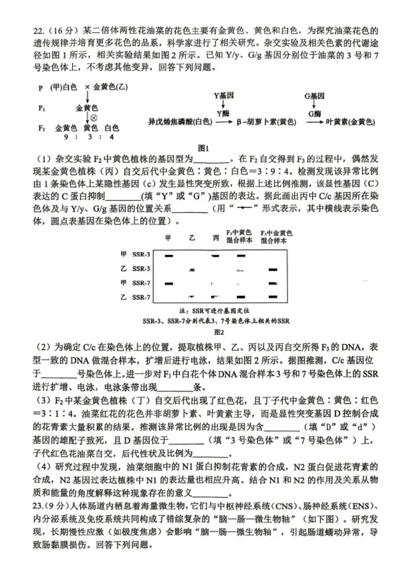 生物试题卷_2024-2026高三（6-6月题库）_2026年04月高三试卷_2604262026届山东省东营市二模考试（全科）_2026届山东省东营市二模考试生物试题（含答案）