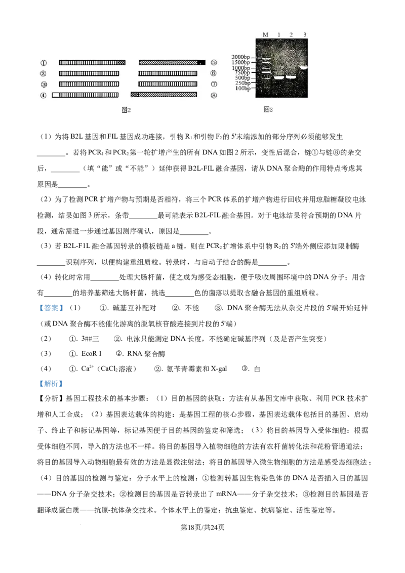 精品解析：2026届江苏省南京市六合区名校联盟高三一模生物试题（解析版）_2024-2026高三（6-6月题库）_2026年03月高三试卷_2603042026届江苏南京市六合区名校联盟高三下学期一模试题