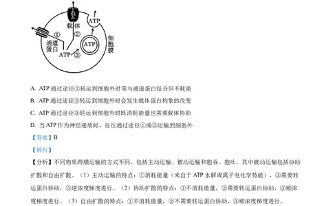 精品解析：2026届江苏省南京市六合区名校联盟高三一模生物试题（解析版）_2024-2026高三（6-6月题库）_2026年03月高三试卷_2603042026届江苏南京市六合区名校联盟高三下学期一模试题