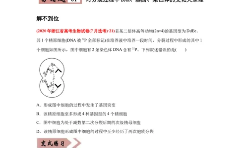 易错点05遗传的细胞基础-2021年高考生物一轮复习易错题（学生版）_新高考复习资料_2023年新高考复习资料_一轮复习_2023年新高考大一轮复习讲义_赠2021年高考生物一轮复习易错题