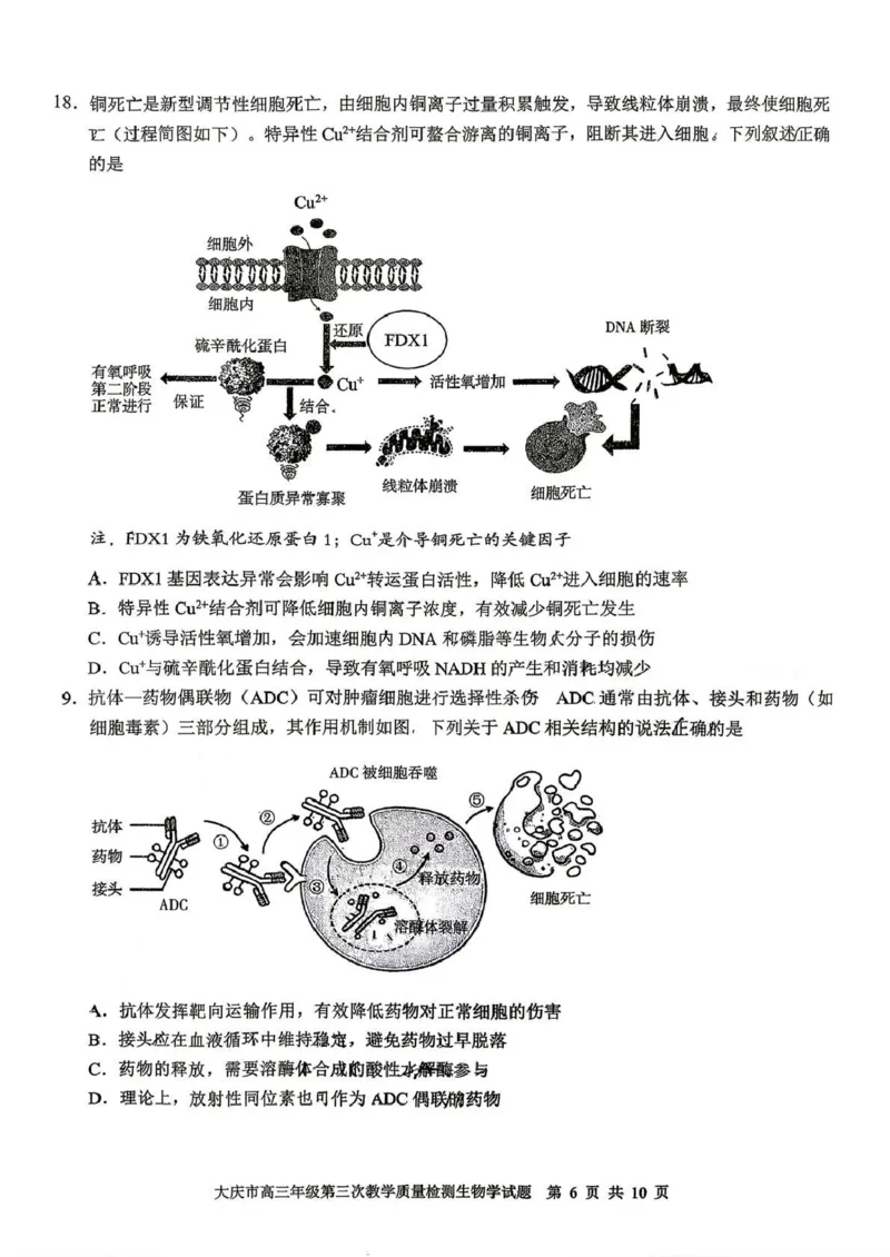 大庆市2026届高三年级第三次教学质量检测生物+答案_2024-2026高三（6-6月题库）_2026年04月高三试卷_260419黑龙江大庆市2026届高三年级第三次教学质量检测(全科）