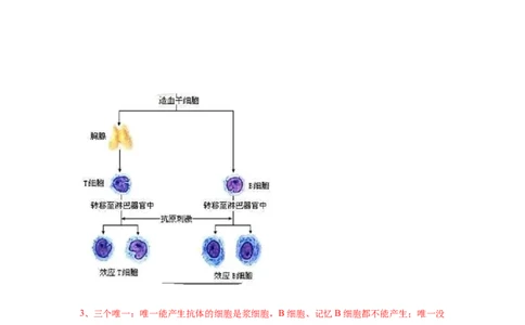 易错点13免疫调节-2021年高考生物一轮复习易错题（教师版含解析）_新高考复习资料_2023年新高考复习资料_一轮复习_2023年新高考大一轮复习讲义_赠2021年高考生物一轮复习易错题