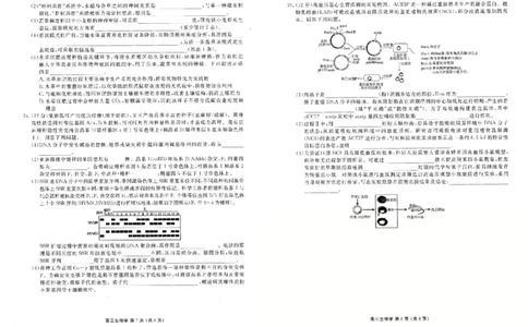 生物_2024-2026高三（6-6月题库）_2026年03月高三试卷_2603252026年辽宁点石联考高三年级3月学情调研_2026年辽宁点石联考高三年级3月学情调研生物