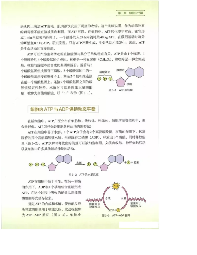 2019新浙科版高中生物必修1《分子与细胞》电子课本_高中电子课本_最新版高中全科高清电子课本_6高中生物课本_浙科版高中生物