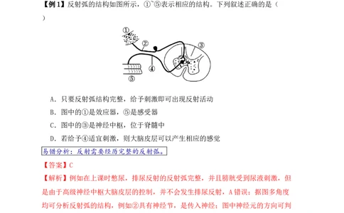 易错点11神经调节的&ldquo;四个&rdquo;注意（解析版）_新高考复习资料_2024年新高考复习资料_❤专项复习资料_完备战2024年高考生物考试易错题（新高考专用）_教师版（含答案解析）